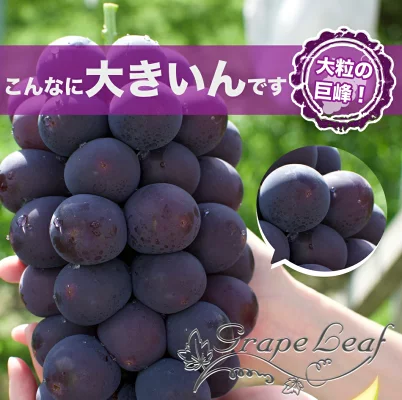 GRAPE0001